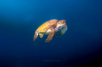Ocean Serenity – The Floating Green Sea Turtle