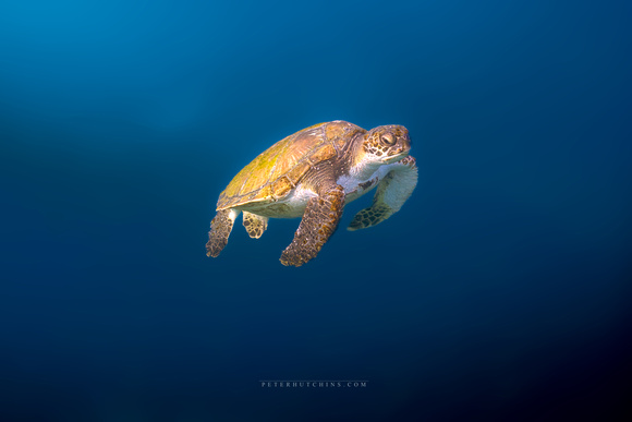 Ocean Serenity – The Floating Green Sea Turtle