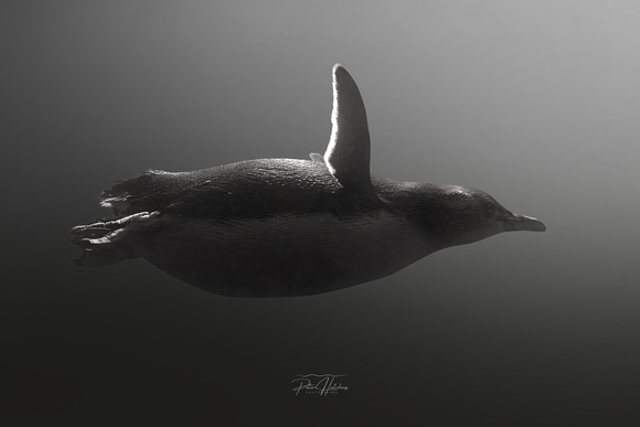 Flight Beneath the Waves – Fairy Penguin in Pursuit