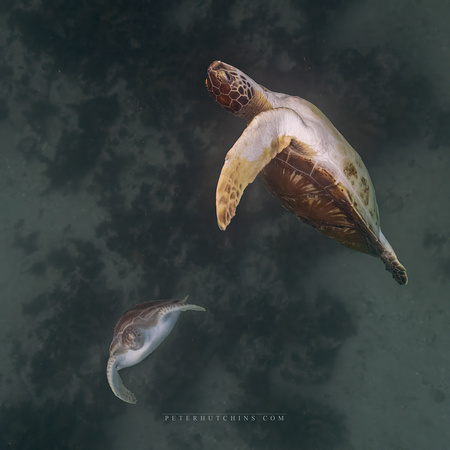 Acrobatic Turtle