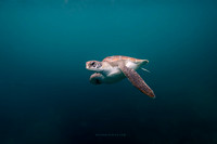Enter the newcomer Green Sea Turtle