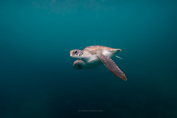 Enter the newcomer Green Sea Turtle