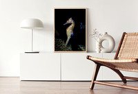 White's Seahorse Mosman