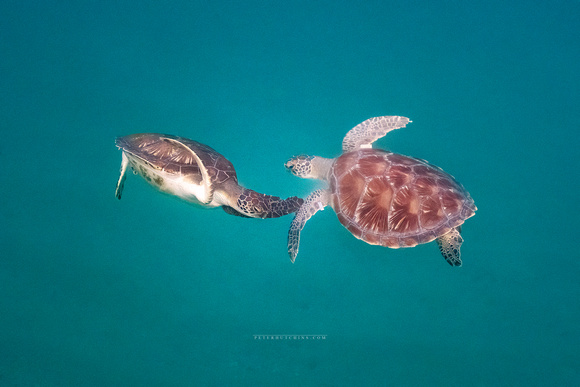 A new turtle visits the bay