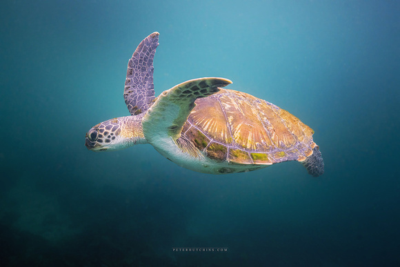 Basil’s Comeback: A Green Sea Turtle’s Journey to Recovery