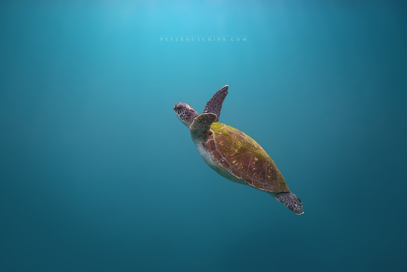 Billie the Green Sea Turtle – The Heart of the Bay