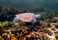 The Inquisitive Newcomer – a Green Sea Turtle