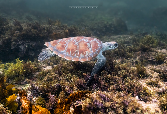 The Inquisitive Newcomer – a Green Sea Turtle