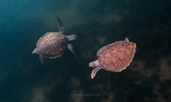 Meeting in the Blue – Basil and the Newcomer
