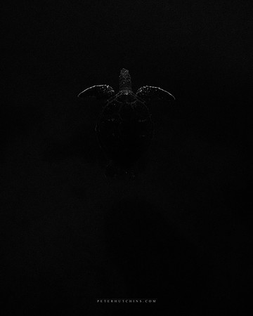 Silent Ascent – Dawn of the Green Sea Turtle