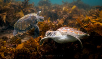 Meeting in the Kelp – Basil and the Newcomer