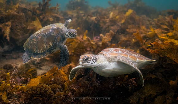 Meeting in the Kelp – Basil and the Newcomer