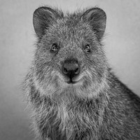 Smiling local of Rottnest