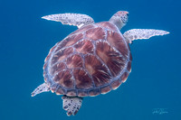 Tagged Triumph: Gregory’s Resilient Carapace