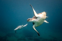 Seagrass Chase: Basil & Gregory in Cabbage Tree Bay
