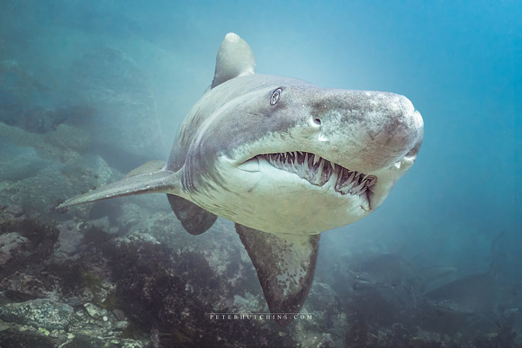 Silent Guardian – Grey Nurse Shark, NSW