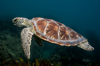Tagged Explorer: Gregory’s Side Profile