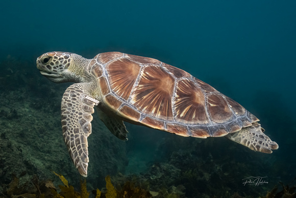 Tagged Explorer: Gregory’s Side Profile