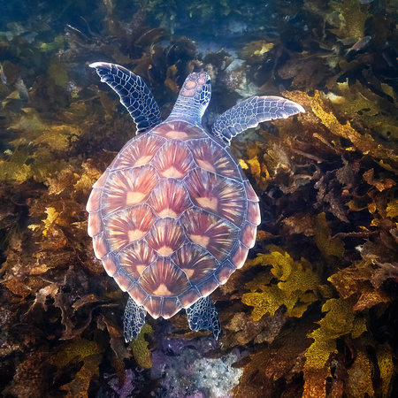 Elliot the Green Sea Turtle – A Brief, Beautiful Visit