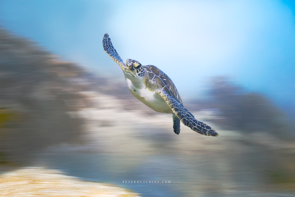 Basil in Motion – Green Sea Turtle Canvas Print