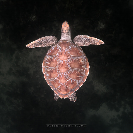 Newcomer in the Bay: A Curious Green Sea Turtle Joins Basil and Billie