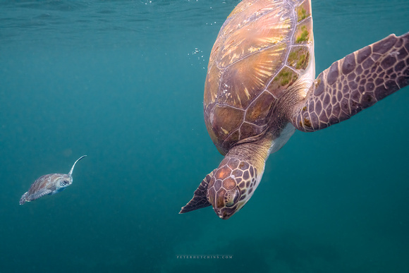 Newcomer in the Bay: A Curious Green Sea Turtle Joins Basil and Billie