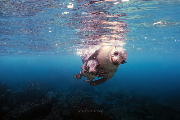 Ocean Embrace – Fur Seal Family in Crystal-Clear Waters